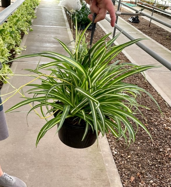 green and yellow inverted spider plant in a 10" container hanging from hand over sidewalk and dirt with shoe and shorts of person and hedge visible on left side of image