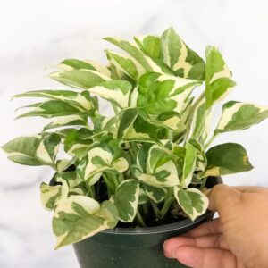 hand holding Jade Pothos in dark 8" container in front of blurred white background