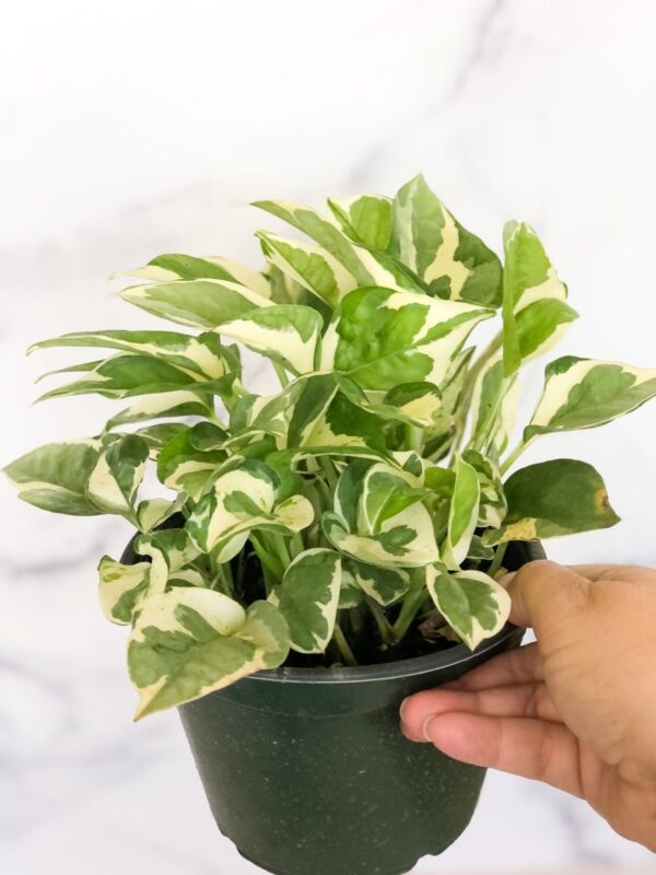 hand holding Jade Pothos in dark 8" container in front of blurred white background