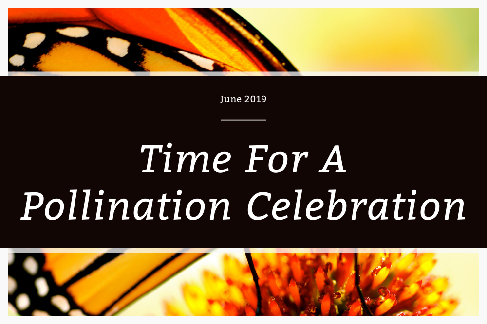 Time for a Pollination Celebration