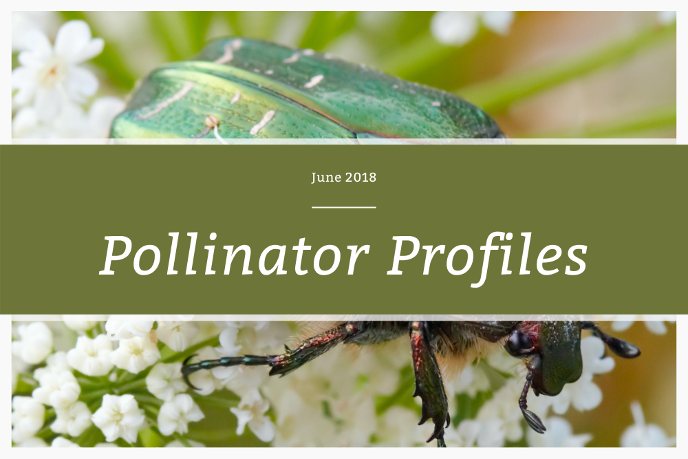 Pollinator Profiles