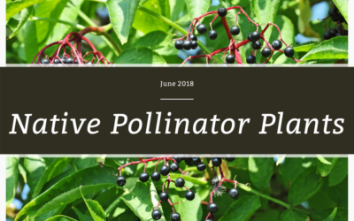 Native Pollinator Plants