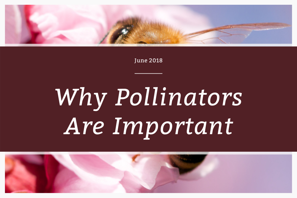 Why Pollinators Are Important
