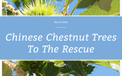 Chinese Chestnut Trees To The Rescue