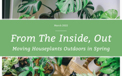 From The Inside, Out: Moving Houseplants Outdoors in Spring