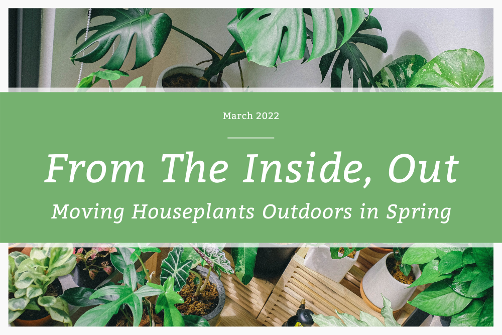 From The Inside, Out: Moving Houseplants Outdoors in Spring