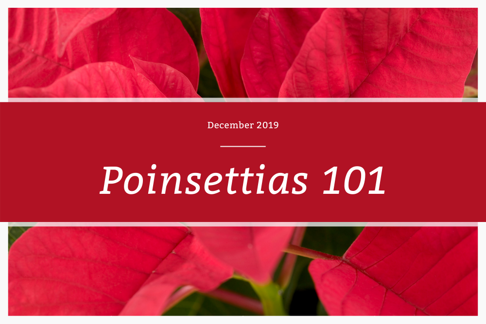 Poinsettias 101