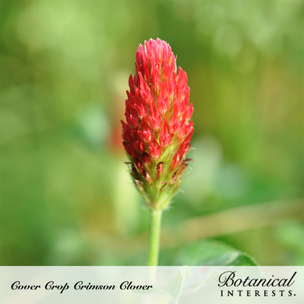 Botanical Interests Crimson Clover Heirloom Cover Crop Seeds - Maturity