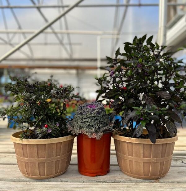 three ornamental cabbage and pepper plants in a plant nursery