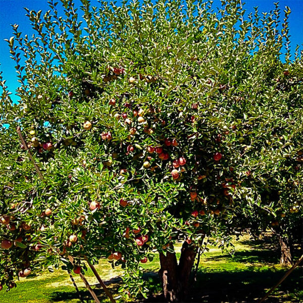 Stayman Winesap apple tree with ripe, red apples on branches