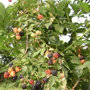 partially ripened arapaho blackberry bush with green leaves