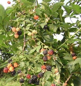 partially ripened arapaho blackberry bush with green leaves