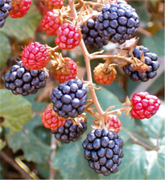 close up on partially ripened arapaho blackberry bush