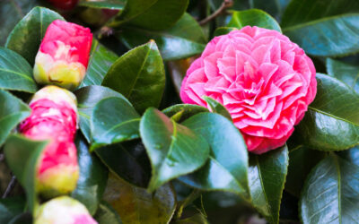 Camellias: The Perfect Flower for the Holidays