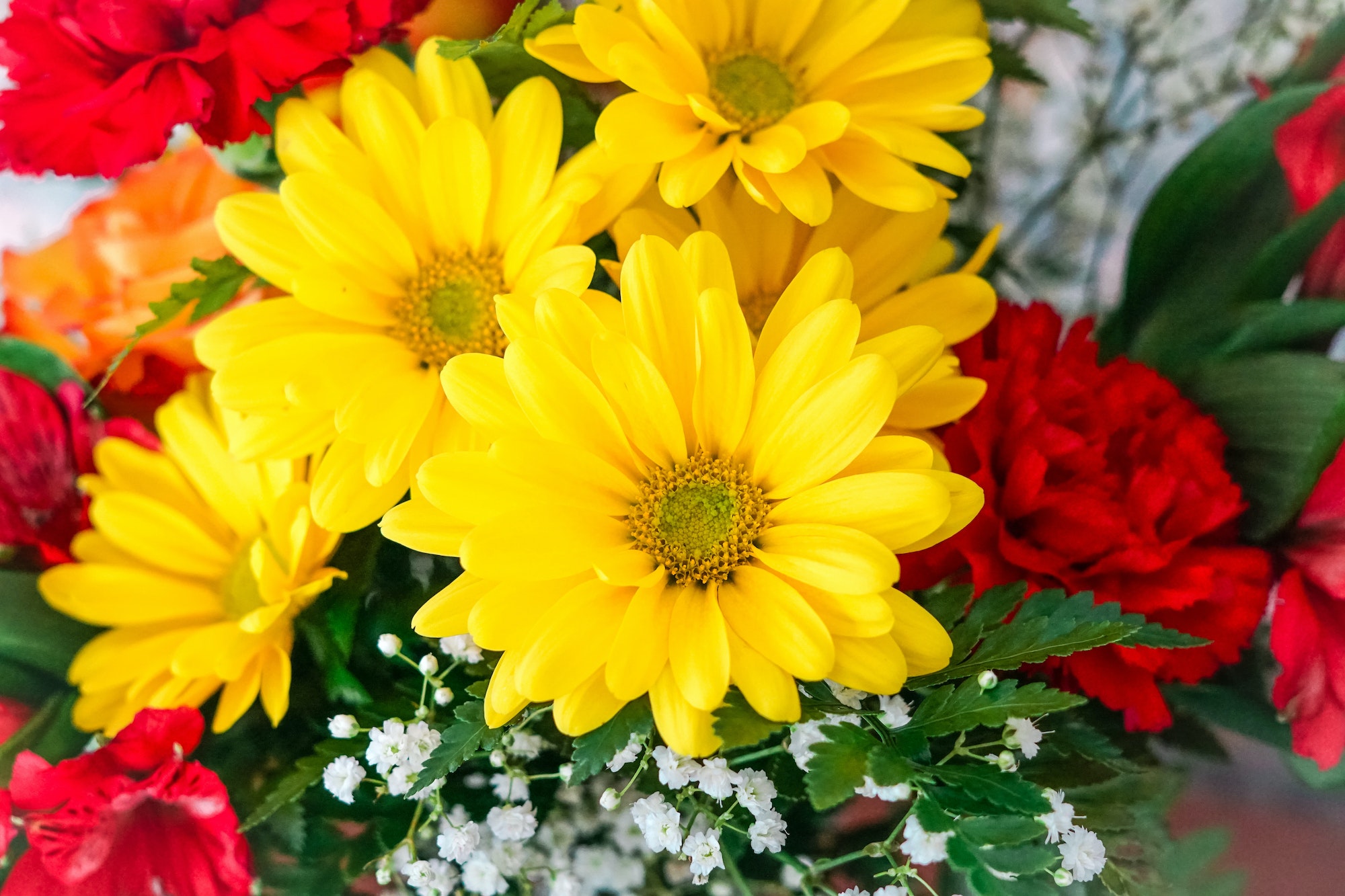 Closeup of yellow Shasta Daisy flowers