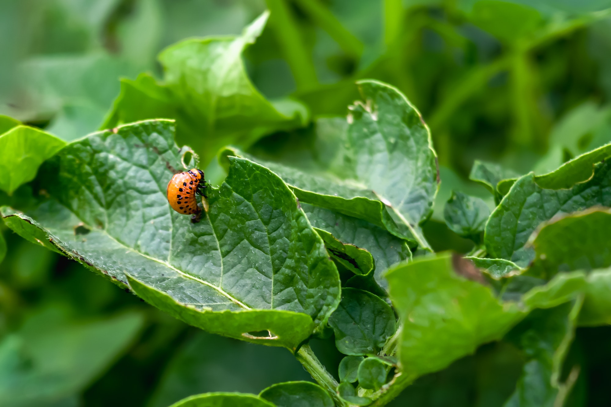 Colorado potato beetle Leptinotarsa decemlineata potato pest on green foliage. Pest control. Gardeni