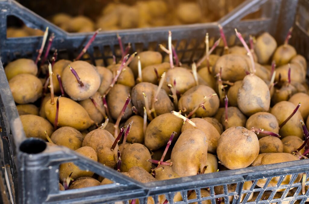 Germinating seed potatoes