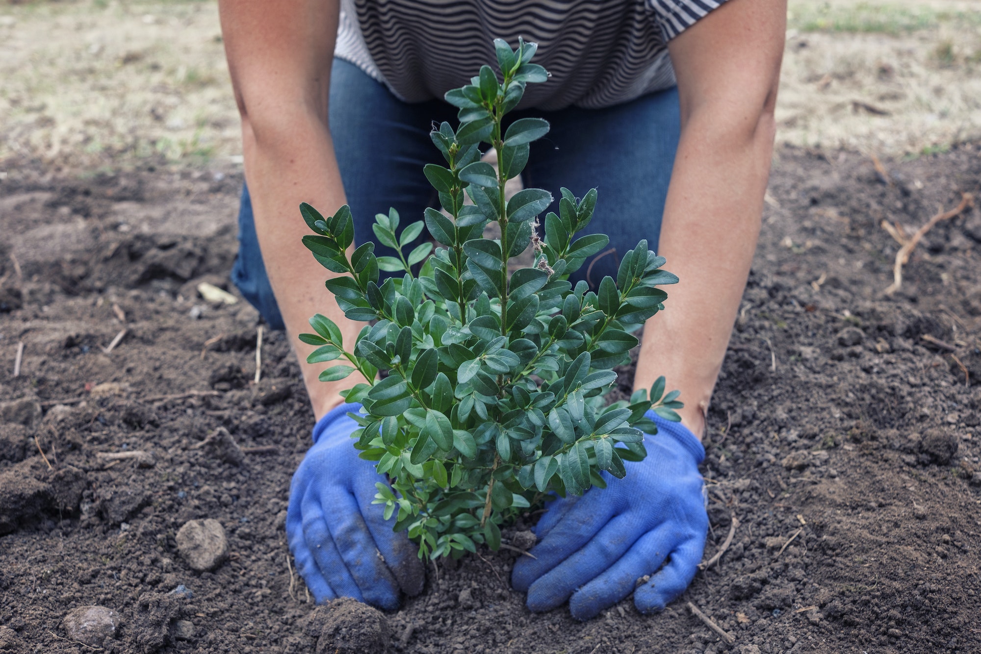 Man planting a tree or shrub in a garden