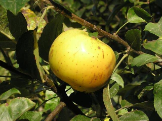 close up of ripe Ozark gold apple on tree branch
