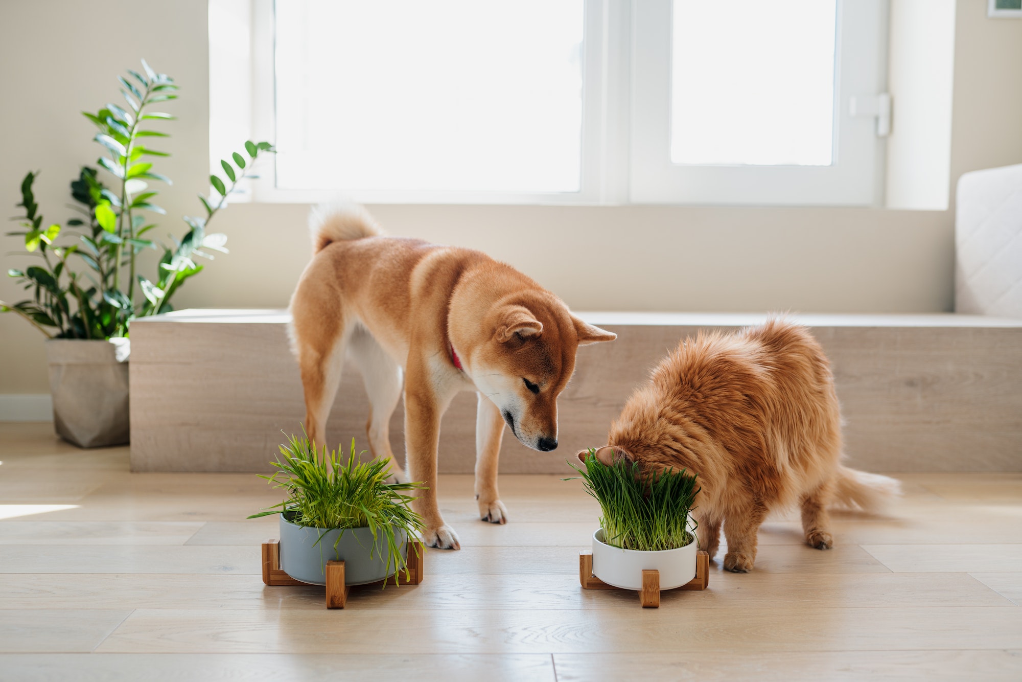 Pet Grass or Wheatgrass for dogs and cats. Wheatgrass is the fresh sprouted leaves of wheat plant