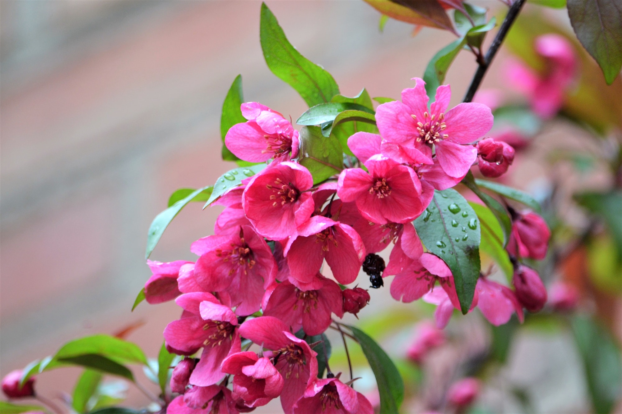 Pink flowering crabapple tree in the Spring