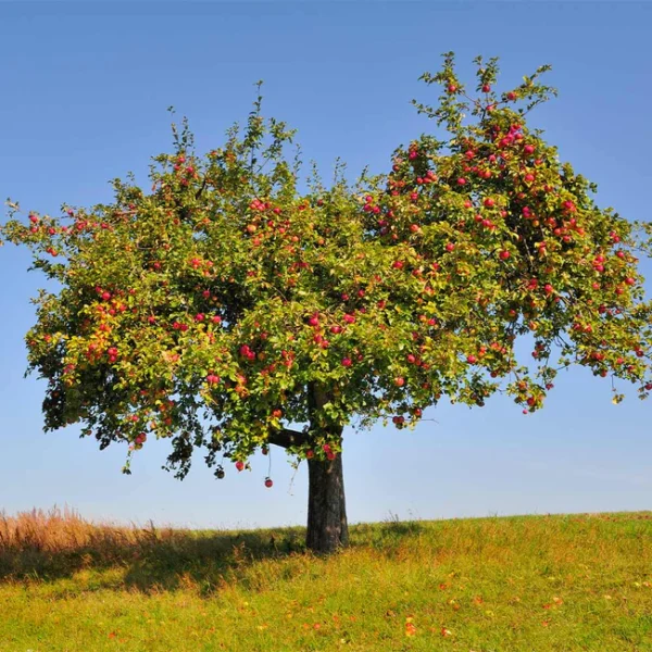 Pink Lady apple tree in green field with ripe, red apples on branches in front of blue sky