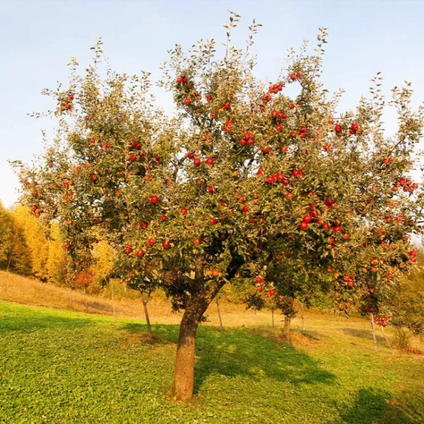 Red Delicious tree in green field with ripe, red apples on branches