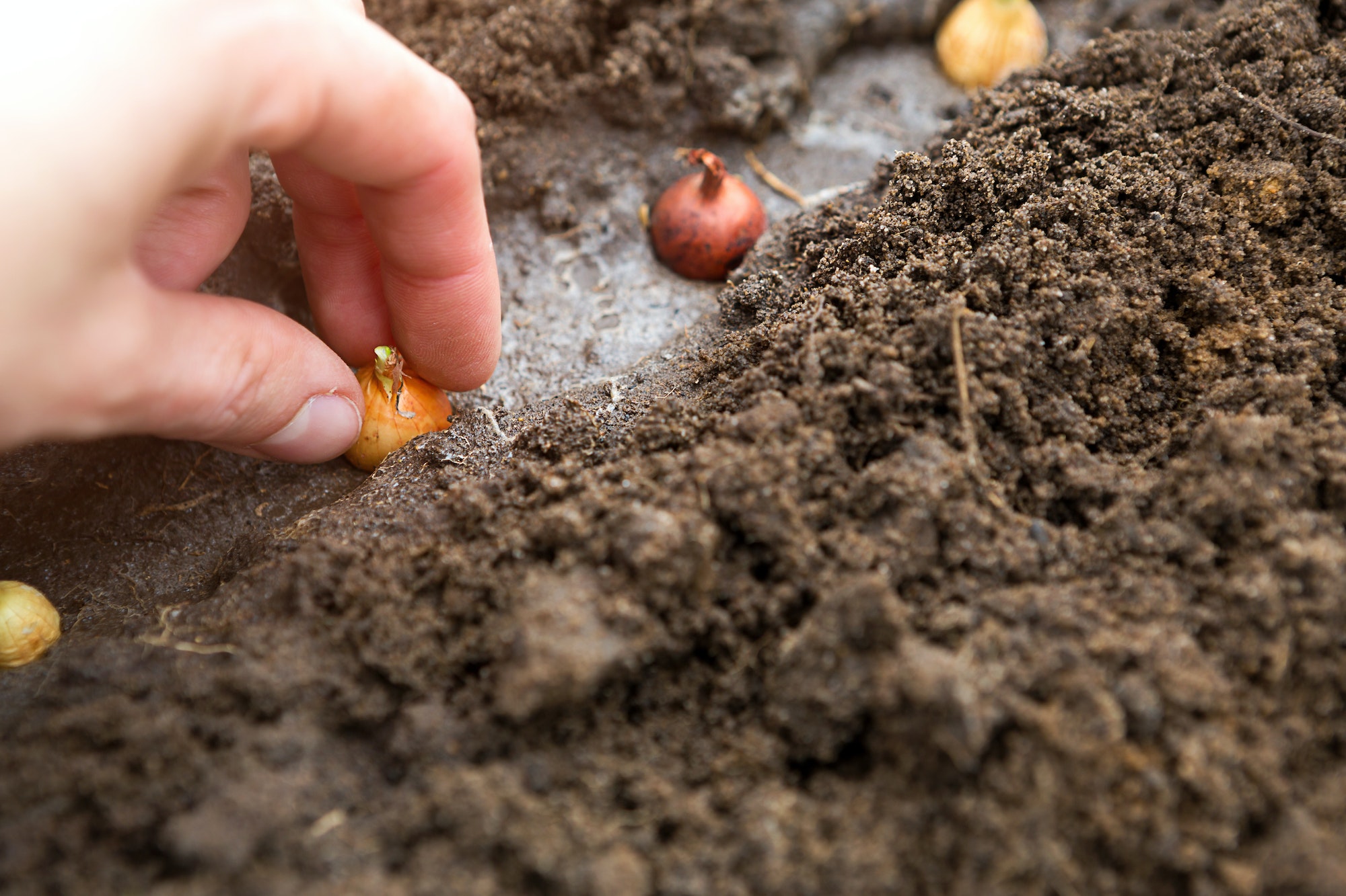 The hand plants the bulbs in the ground in the garden.Springtime, garden plants,