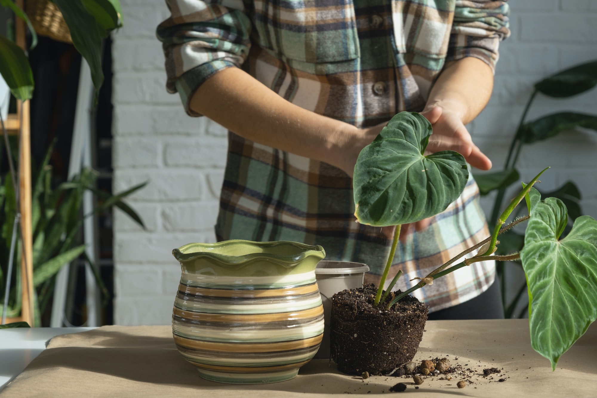 Transplanting a home plant Philodendron verrucosum into a new bigger pot