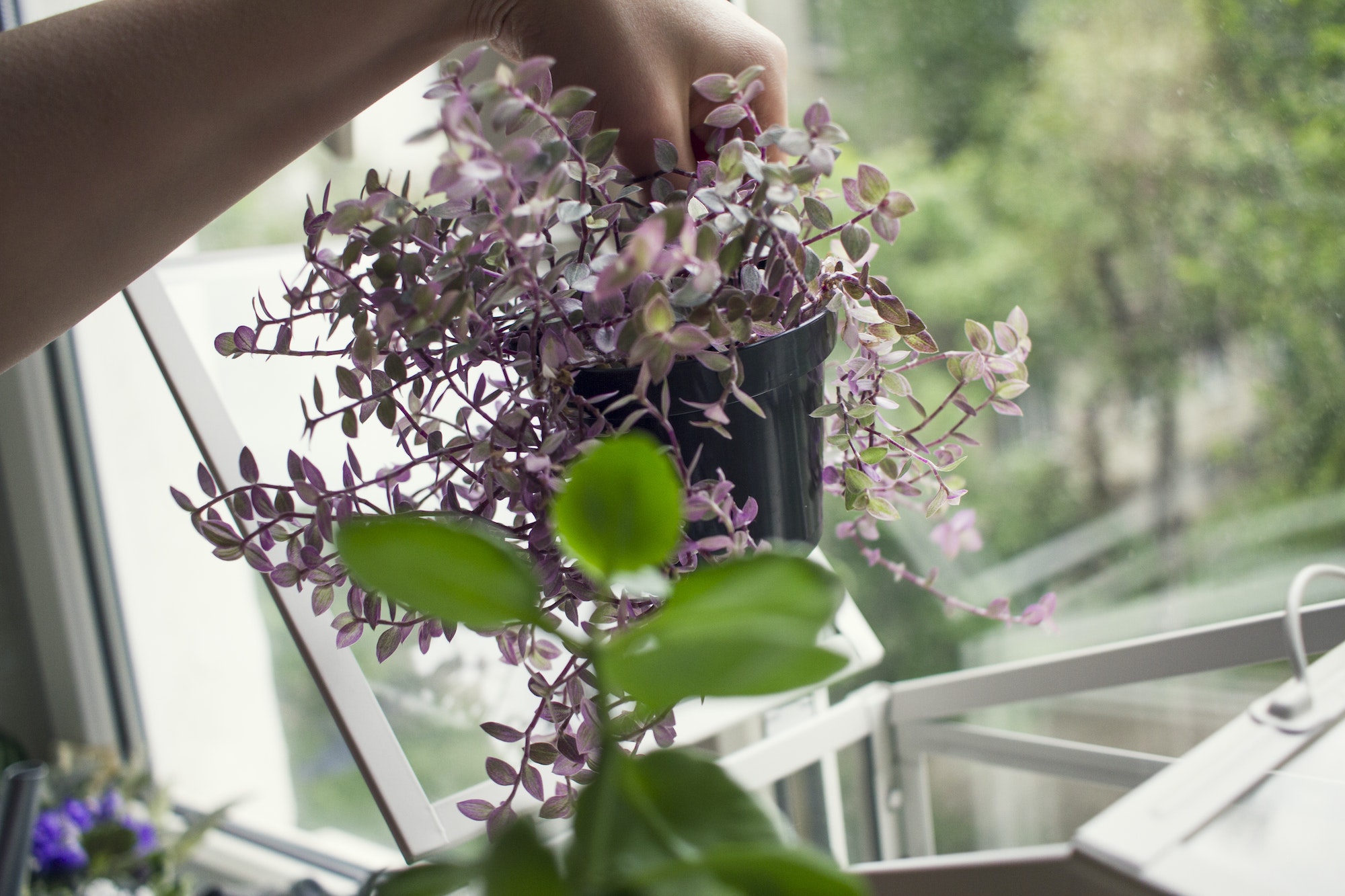 Woman's hand removing potted plant from windowsill terrarium