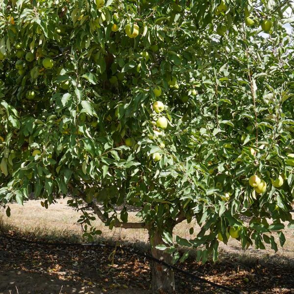 Yellow Delicious apple tree with ripe yellow-green apples on branches